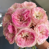 Gossip Girl Rose Plant|绯闻女孩 image 0