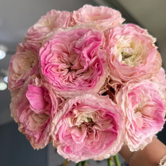 Gossip Girl Rose Plant|绯闻女孩 image 0