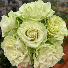 Moonstone Rose Plant|月光石 image 1