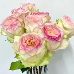 Butterfly Princess Rose Plant|蝴蝶公主 image 2