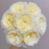 Patience Rose Plant|耐心 image 0