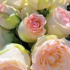 White Elsa Rose Plant|白艾莎 image 3