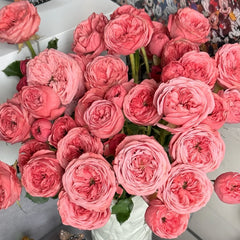 Bella Trendsetter Rose Plant|潮流贝拉 image 0
