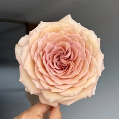 Beiley Rose Plant|贝利 image 1