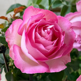 Rien Rose Plant|河本绊 image 0