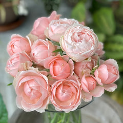 Rose Angers Rose Plant|娇媚昂热城堡 image 1