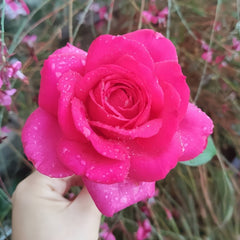 Velasquez Rose Plant|委拉斯凯兹 image 2