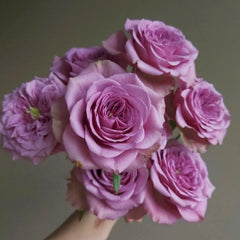 Montmartre Rose Plant|蒙马特 image 3