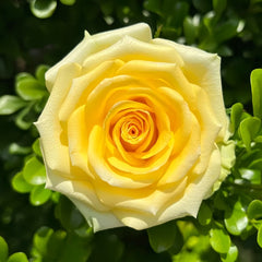 Gold Strike Rose Plant|金香玉 image 0