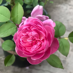 Momoka Rose Plant|桃香 image 1