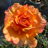 Apricot Queen Rose Plant|杏色皇后 image 0