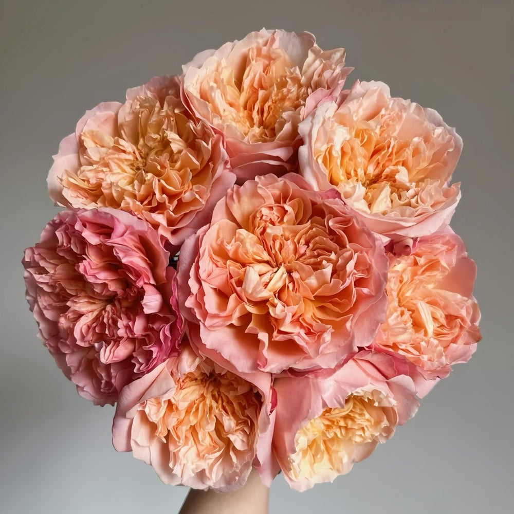 Edith Rose Plant|伊迪斯 image 0