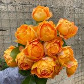 Honey Caramel Rose Plant|蜂蜜焦糖 image 0