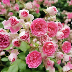 Rouge Rose Plant|胭脂扣 image 1