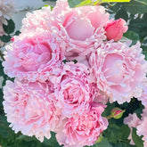Sophie Rochas Rose Plant| 索菲罗莎 image 0