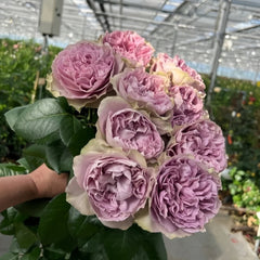 Villa Lila Rose Plant|莉拉别墅 image 1