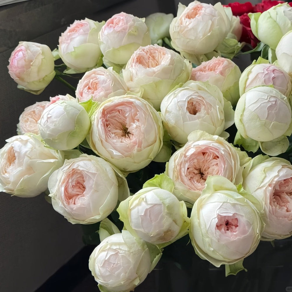 Pinky Pie Rose Plant|粉红派 image 0