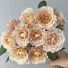 Suo Qingqiu Rose Plant|锁清秋 image 0