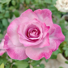 Lilac Beauty Rose Plant|丁香美人 image 3