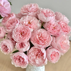 The Alnwick Rose Plant|安妮克城堡 image 0