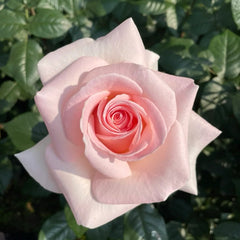 Prince Jardinier Rose Plant|园艺王子 image 0