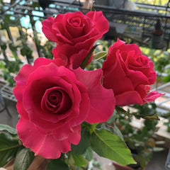 Gotcha Rose Plant|高盛/高胜 image 2