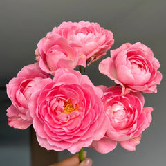 Fragrance King Terrazza Rose Plant|芳香王阳台 image 2