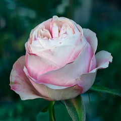 Lyon Llumieres Rose Plant|优雅 image 3