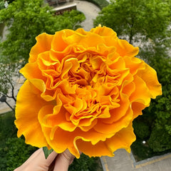 Orange Reeva Rose Plant|橙色风暴 image 2