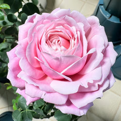 Strawberry Swing Rose Plant|草莓秋千 image 0