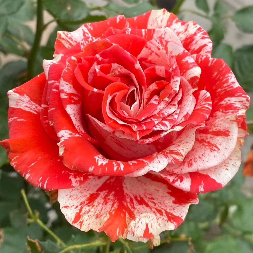 Wild Cat Rose|野猫 image 0
