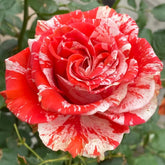 Wild Cat Rose|野猫 image 0