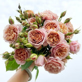Caffe Latte Rose Plant|拿铁咖啡 image 0