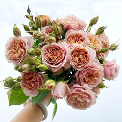 Caffe Latte Rose Plant|拿铁咖啡 image 0