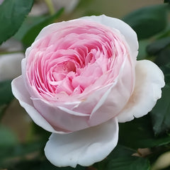 Geoff Hamilton Rose Plant|杰夫汉密尔顿 image 3