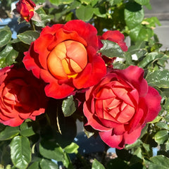 Coffee Break Rose Plant|休憩/咖啡时间 image 3
