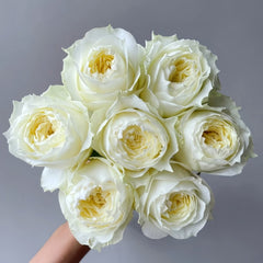 Coldplay Rose Plant|酷玩 image 2