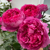Rouge de Parfum Rose Plant|伊芙胭脂香水 image 0