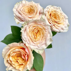 Mabella Rose Plant | 玛贝拉/猛犸 image 1