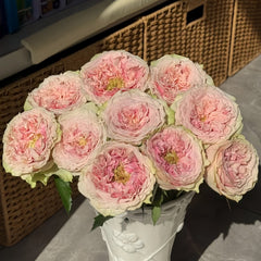 Sweet Eye Rose Plant|甜蜜眼 image 3