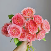 Summer Fireworks Rose Plant|夏日花火 image 0