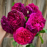 Munstead Wood Rose Plant|曼斯特德伍德 image 0