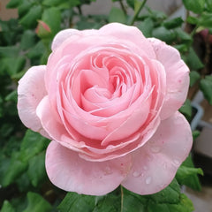Geoff Hamilton Rose Plant|杰夫汉密尔顿 image 2