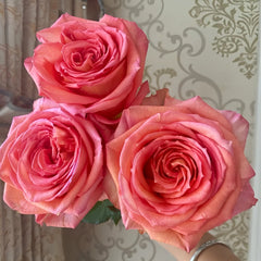 Grande Dame Rose Plant|贵妇人 image 2