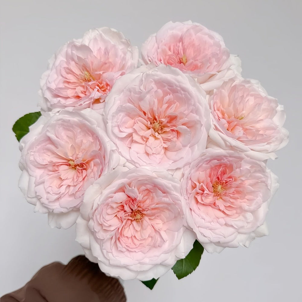 Princess Veil Rose Plant|公主面纱 image 0