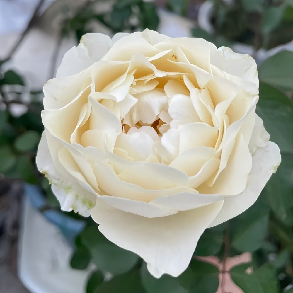 Yves Cullum Rose Plant|伊芙卡勒姆 image 0