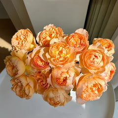 Shreuk Rose Plant|日出 image 2