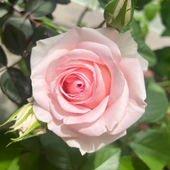 Sweet Revival Rose Plant|甜蜜苏醒 image 0