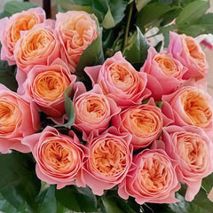 Romantic Vuvuzela Rose Plant|浪漫珊瑚心 image 2