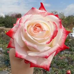 Imperatrice Farah Rose Plant | 法拉皇后 image 1